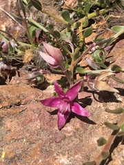 Krameria cistoidea