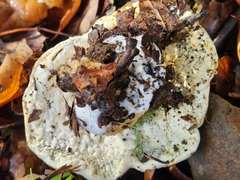 Hypomyces