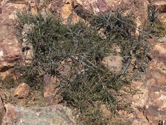 Krameria cistoidea