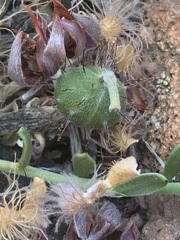 Krameria cistoidea