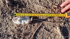 Chaetodipus