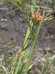 Pultenaea parrisiae