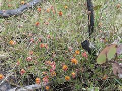 Pultenaea parrisiae