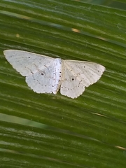Scopula umbilicata