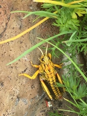 Nocaracris cyanipes