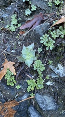 Dudleya cymosa pumila
