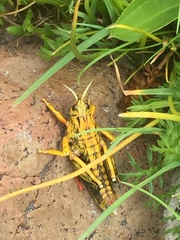Nocaracris cyanipes