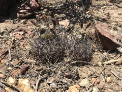 Eriosyce heinrichiana