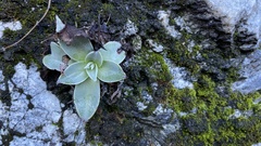 Dudleya cymosa pumila