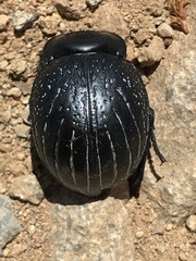 Gyriosomus