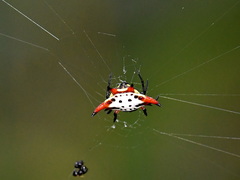 Gasteracanthinae