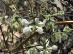 Loasa illapelina