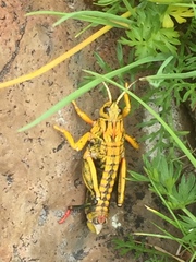 Nocaracris cyanipes