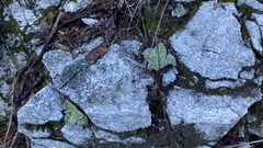 Dudleya cymosa pumila