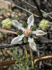 Loasa illapelina