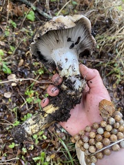 Gomphidius oregonensis