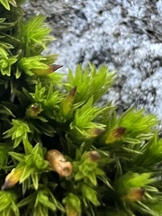 Orthotrichum anomalum