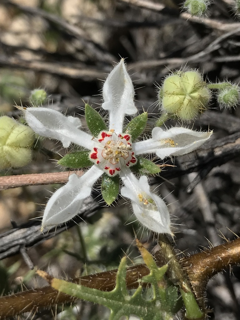 Loasa illapelina