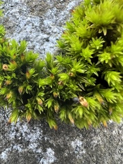 Orthotrichum anomalum