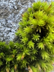 Orthotrichum anomalum