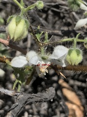 Loasa illapelina