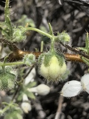 Loasa illapelina