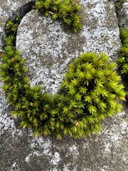 Orthotrichum anomalum