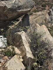 Loasa illapelina