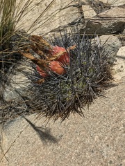 Eriosyce heinrichiana