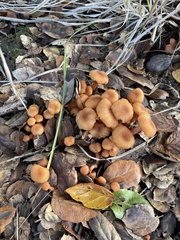 Rhodophana nitellina
