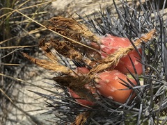 Eriosyce heinrichiana