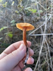 Rhodophana nitellina