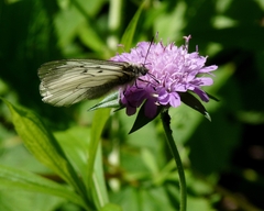Parnassius mnemosyne