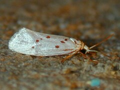 Enaemia basistriga