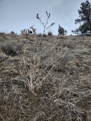 Mentzelia laevicaulis