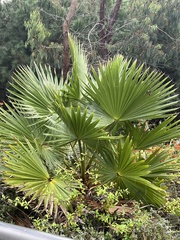 Washingtonia robusta