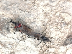 Dilophus nigrostigma