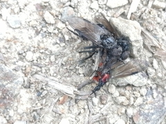 Dilophus nigrostigma