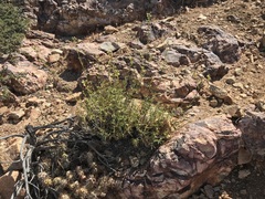 Teucrium nudicaule