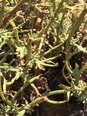 Teucrium nudicaule