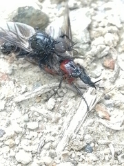 Dilophus nigrostigma