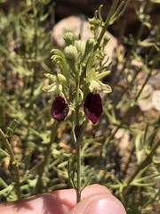 Teucrium nudicaule