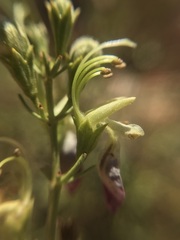 Teucrium nudicaule