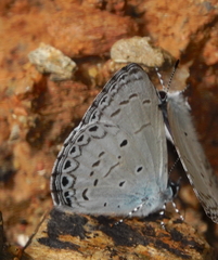 Udara placidula
