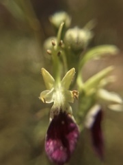 Teucrium nudicaule