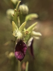 Teucrium nudicaule