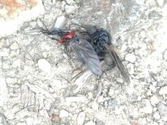 Dilophus nigrostigma