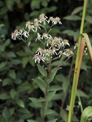 Doellingeria sericocarpoides