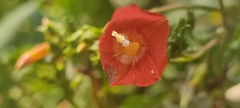 Ipomoea cholulensis