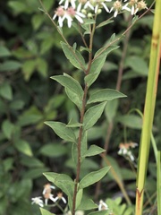 Doellingeria sericocarpoides